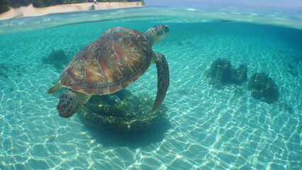 a sea turtle swimming in the reef