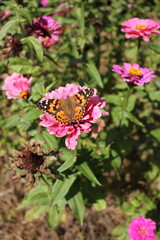 A butterfly on a bright pink flower growing in the garden.