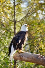 Vertical closeup of a bald eagle perched on a branch of a green tree in Houston Zoo, Texas