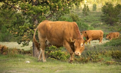 A brown cow looking into the camera lens.