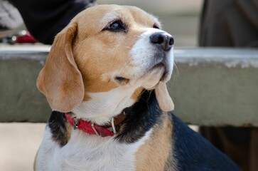 Closeup of a beagle breed dog looking aside