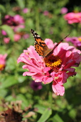 A butterfly on a bright pink flower growing in the garden.