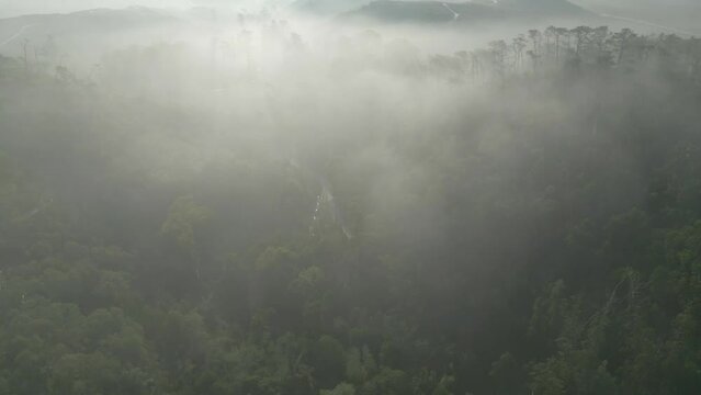 4k of the Pinhal de Leiria forests in Marinha Grande, Portugal on a foggy day