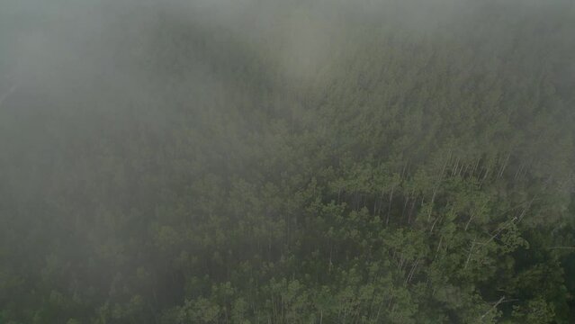 4k of the Pinhal de Leiria forests in Marinha Grande, Portugal on a foggy day