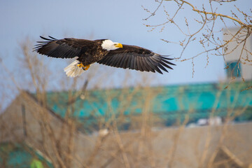 Selective focus of an eagle in flight