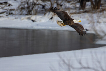 Selective focus of an eagle in flight