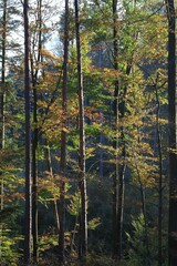Forest surrounded by dense trees