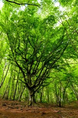 Vertical shot of a wooden tree with lush green leaves in a forest in daylight