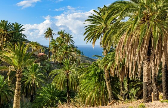 Scenic view of tropical palm trees growing on an island in sunny weather
