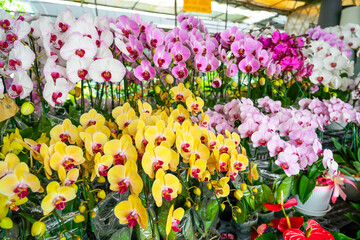 White, pink, purple violet and yellow phalaenopsis orchids on a flower market counter