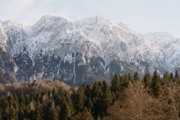 Lush woods against the background of the Alps.