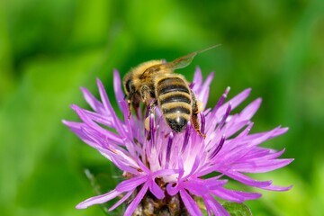 Closeup shot of a bee collecting nectar from red clover on a blurry background