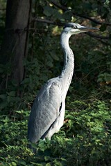 Heron standing between grass