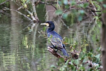 Cormorant perching on wood near lake