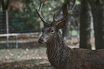 Wet deer in blurred background