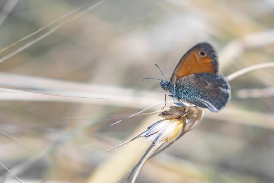 Closeup shot of a meadow brown butterfly on a blurry background - Powered by Adobe