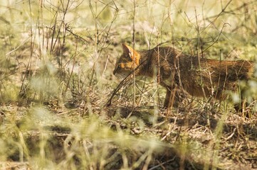 Closeup of the jungle cat hunting. Felis chaus.