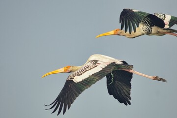 Closeup of two storks flying freely in the air