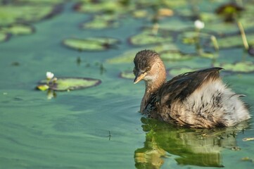 Closeup of a duck swimming in a swamp