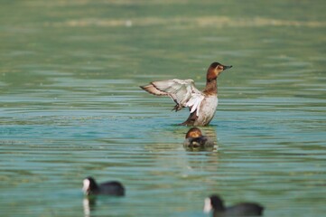 Closeup of a duck swimming in a swamp
