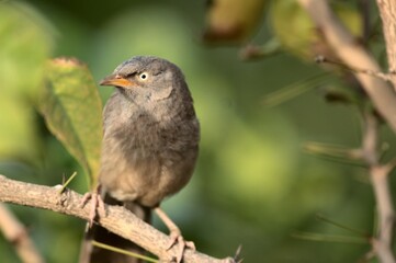 Closeup of a jungle bubbler on a tree branch