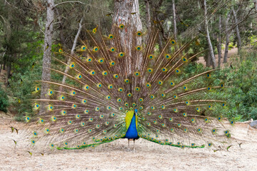 Peacock spreading its beautiful colorful tail. Plaka Forest, located in the Plaka Region of Kos...