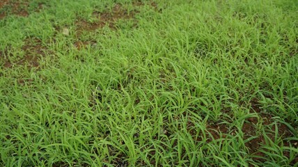 Closeup of the fresh green grass on the ground in nature