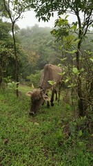 Vertical shot of a baby cow eating grass in the countryside hils