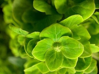 Closeup shot of fresh bright plant leaves on a blurred background