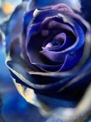 Closeup shot of a fresh bright blue rose on a blurred background