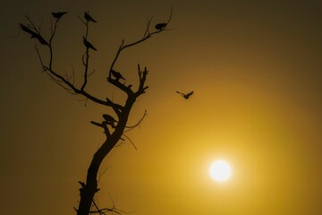 Silhouette of birds perched on dead tree at sunset and another bird going to land on it