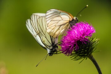 Black-veined white butterfly on a Thistle flower with blur green background