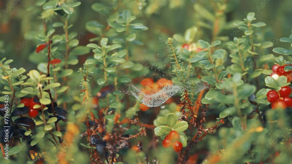 Poster delicate cobwebs strewn with dewdrops stretch between cranberry shrubs. ripe red berries adorn the g