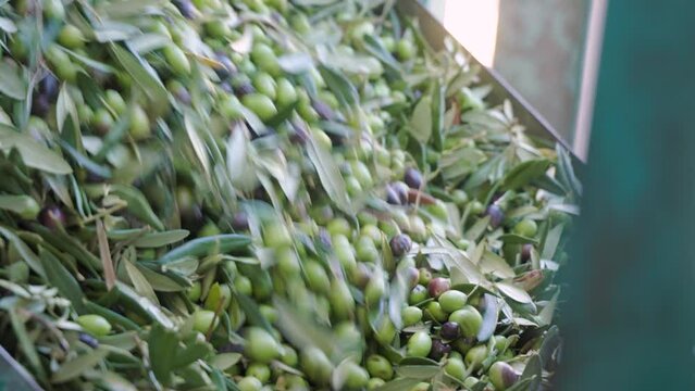 A conveyer belt carrying freshly harvested olives that are being filtered and organized to separate branches and impurities during the harvesting season in a facility in Abruzzo Italy.