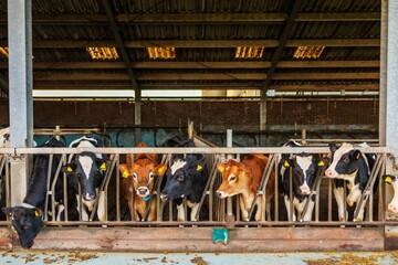 Multiple cows in a stable at a farm in the Netherlands.