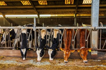 Multiple cows in a stable at a farm in the Netherlands. - obrazy, fototapety, plakaty