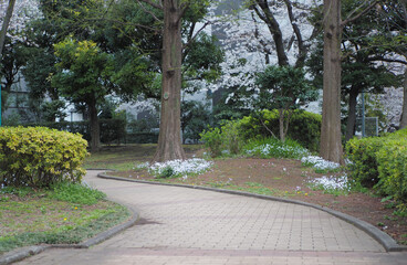 ハナニラの咲く散歩道