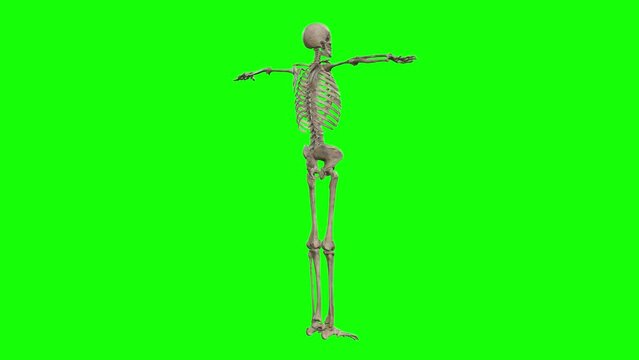 A skeleton 3D character on T pose 360 rotating on green screen seamless loop 3D animation. You can easily remove the green screen with just one click using any video editor.