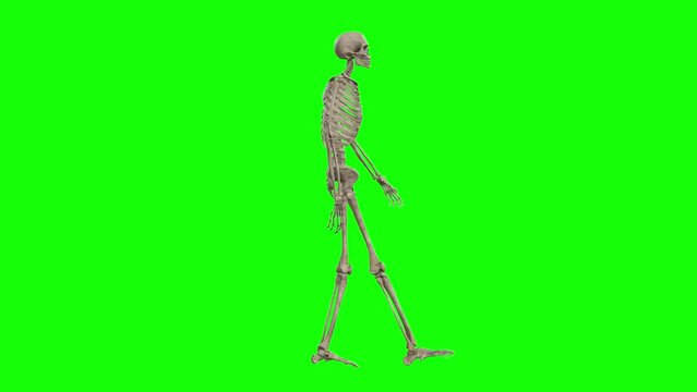 A skeleton 3D character walking on green screen seamless loop 3D animation, side view animated loop. You can easily remove the green screen with just one click using any video editor.
