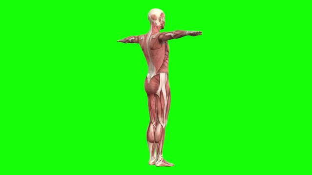 3D male muscles anatomy T-pose on green screen seamless loop 3D animation, rotating 360. You can easily key out (remove) the green screen with just one click using any video editor.