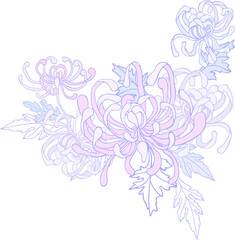 Curly chrysanthemum - a flower with leaves in lilac-lilac pastel colors on a transparent background. Digital illustration in Asian style for branding, scrapbooking, printing.