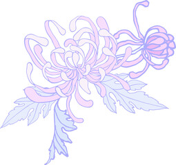 Fototapeta premium Curly chrysanthemum - a flower with leaves in lilac-lilac pastel colors on a transparent background. Digital illustration in Asian style for branding, scrapbooking, printing.