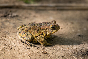 American Toad on sand