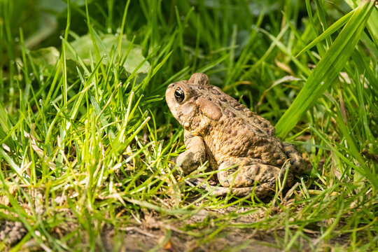 American Toad in grass