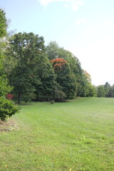 Obraz premium garden with trees