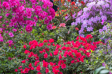 Fototapeta premium Bright fresh rhododendron flowers in Kyiv bataniacl Garden orangery