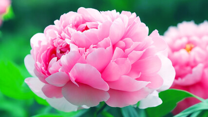 Obraz premium Fresh beautiful peony flower