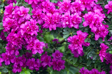 Bright fresh rhododendron flowers in Kyiv bataniacl Garden orangery