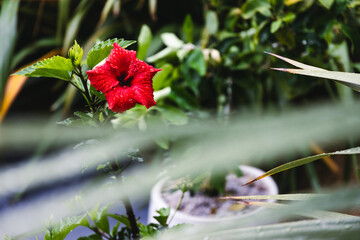 red hibiscus plant with flower covered in rain droplets, telephoto shot