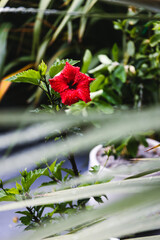 red hibiscus plant with flower covered in rain droplets, telephoto shot